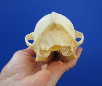 7-1/2 inches Genuine Coyote Skull (missing a front tooth) - Buy this one for $39.99