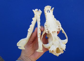 7-1/2 inches Genuine Coyote Skull (missing a front tooth) - Buy this one for $39.99