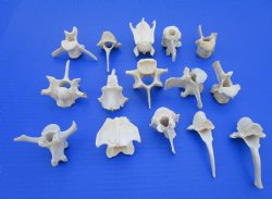 15 Wild Boar and Deer Vertebrae Bones 2 to 3-1/2 inches - Buy these for $1.45 each