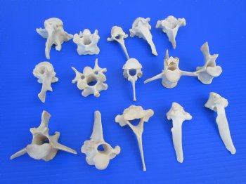 15 Wild Boar and Deer Vertebrae Bones 2-1/2 to 3-1/2 inches - Buy these for $1.45 each