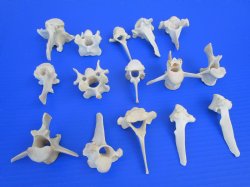 15 Wild Boar and Deer Vertebrae Bones 2-1/2 to 3-1/2 inches - Buy these for $1.45 each
