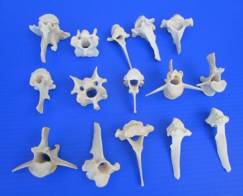 15 Wild Boar and Deer Vertebrae Bones 2-1/2 to 3-1/2 inches - Buy these for $1.45 each