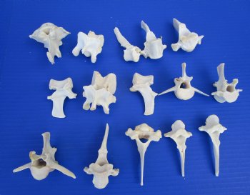 15 Wild Boar and Deer Vertebrae Bones 2-1/2 to 3-1/2 inches - Buy these for $1.45 each