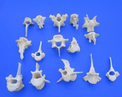 15 Wild Boar and Deer Vertebrae Bones 2-3/8 to 3-7/8 inches - Buy these for $1.45 each