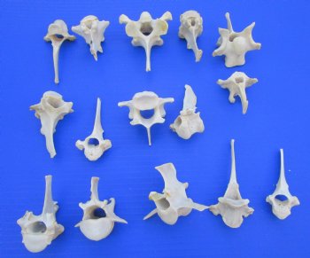 15 Wild Boar and Deer Vertebrae Bones 2-3/8 to 3-7/8 inches - Buy these for $1.45 each