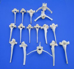16 Extra Large Wild Boar Vertebrae Bones 5-1/2 to 6 inches - Buy these for $3.00 each