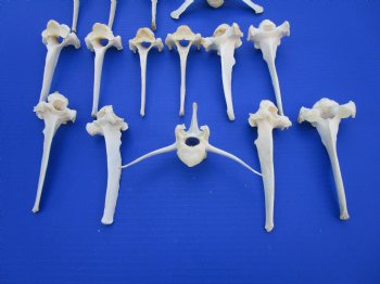 16 Extra Large Wild Boar Vertebrae Bones 5-1/2 to 6 inches - Buy these for $3.00 each