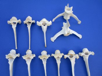 16 Extra Large Wild Boar Vertebrae Bones 5-1/2 to 6 inches - Buy these for $3.00 each