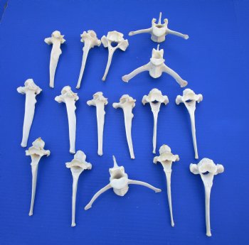 16 Extra Large Wild Boar Vertebrae Bones 5-1/2 to 6 inches - Buy these for $3.00 each