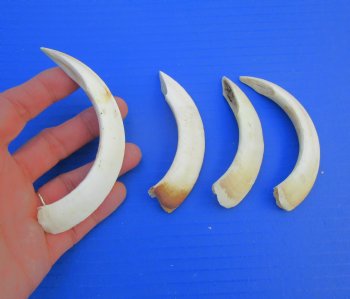 Four Wild Boar Tusks, 4 to 6 inches - Buy for $7.50 each