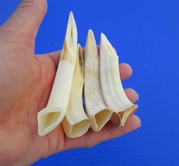 Four Wild Boar Tusks, 4 to 6 inches - Buy for $7.50 each