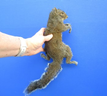 Preserved Full Body Squirrel, 16 inches long for $49.99