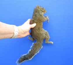 Preserved Full Body Squirrel, 16 inches long for $49.99