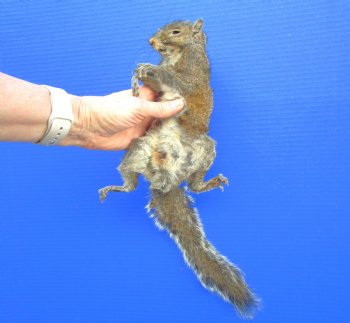 Preserved Full Body Squirrel, 16 inches long for $49.99