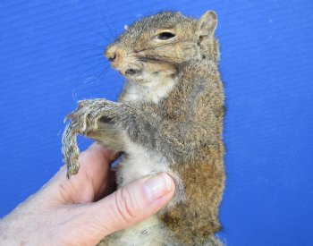 Preserved Full Body Squirrel, 16 inches long for $49.99