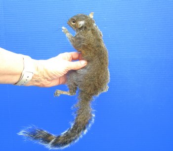 Preserved Full Body Squirrel, 13-1/2 inches long for $49.99
