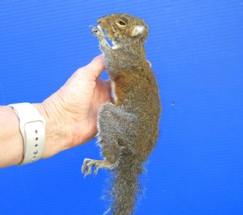 Preserved Full Body Squirrel, 13-1/2 inches long for $49.99