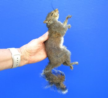 Preserved Full Body Squirrel, 13 inches long for $49.99