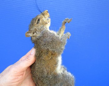 Preserved Full Body Squirrel, 13 inches long for $49.99