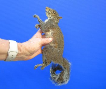 Preserved Full Body Squirrel, 13 inches long for $49.99