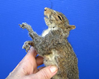 Preserved Full Body Squirrel, 13 inches long for $49.99