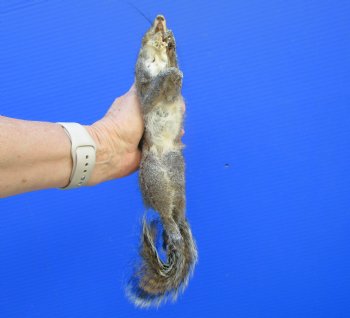 Preserved Full Body Squirrel, 13 inches long for $49.99