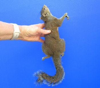 Preserved Full Body Squirrel, 14-1/2 inches long for $49.99