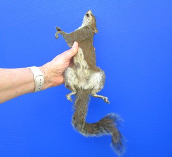 Preserved Full Body Squirrel, 14-1/2 inches long for $49.99