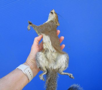Preserved Full Body Squirrel, 14-1/2 inches long for $49.99