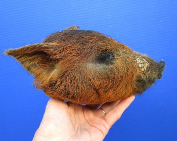 Preserved Georgia Wild Boar Head with Auburn Fur, 8-1/4 by 5 inches for $49.99