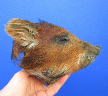 Preserved Georgia Wild Boar Head with Auburn Fur, 6-3/4 x 4-1/4 inches for $49.99