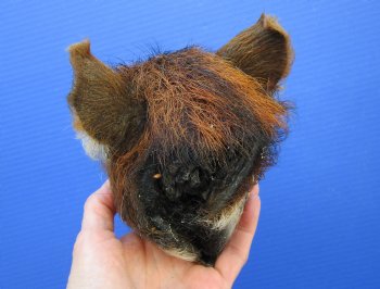 Preserved Georgia Wild Boar Head with Auburn Fur, 6-3/4 x 4-1/4 inches for $49.99