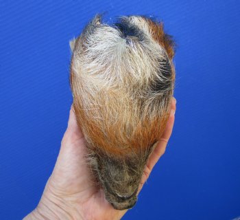 Preserved Georgia Wild Boar Head with Auburn Fur, 6-3/4 x 4-1/4 inches for $49.99
