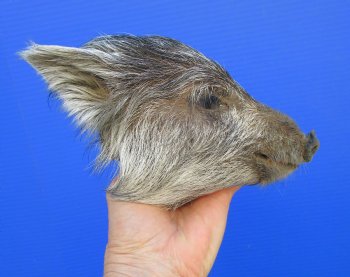 Preserved Georgia Wild Boar Head, 8 x 4 inches for $49.99