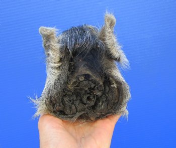 Preserved Georgia Wild Boar Head, 8 x 4 inches for $49.99