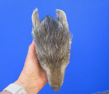 Preserved Georgia Wild Boar Head, 8 x 4 inches for $49.99