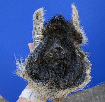 Preserved Georgia Wild Boar Head, 8 x 4 inches for $49.99