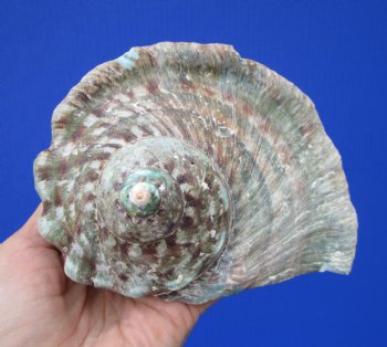 Natural Turbo Marmoratus, 5-1/2 x 6 inches, Great Green Turban - Buy this one for $32.99