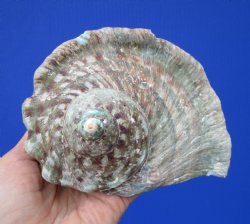 Natural Turbo Marmoratus, 5-1/2 x 6 inches, Great Green Turban - Buy this one for $32.99