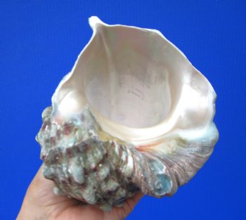 Natural Turbo Marmoratus, 5-1/2 x 6 inches, Great Green Turban - Buy this one for $32.99