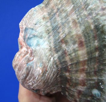 Natural Turbo Marmoratus, 5-1/2 x 6 inches, Great Green Turban - Buy this one for $32.99