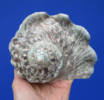 Natural Turbo Marmoratus, 5-1/2 x 5-3/4 inches, Great Green Turban - Buy this one for $32.99