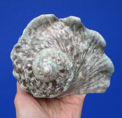 Natural Turbo Marmoratus, 5-1/2 x 5-3/4 inches, Great Green Turban - Buy this one for $32.99