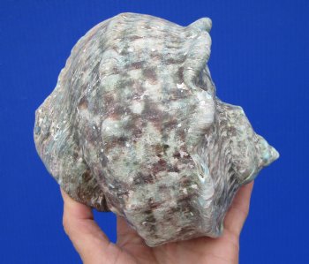 Natural Turbo Marmoratus, 5-1/2 x 5-3/4 inches, Great Green Turban - Buy this one for $32.99