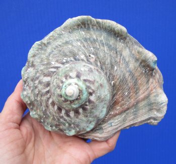 Authentic Turbo Marmoratus 5-1/2 x 5-1/2 inches, Great Green Turban - Buy this one for $32.99