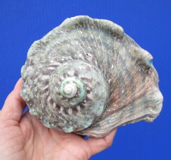 Authentic Turbo Marmoratus 5-1/2 x 5-1/2 inches, Great Green Turban - Buy this one for $32.99