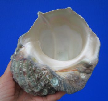 Authentic Turbo Marmoratus 5-1/2 x 5-1/2 inches, Great Green Turban - Buy this one for $32.99