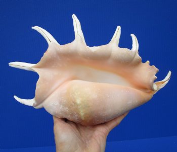 Giant Spider Conch Shell with Long Spines, 12 by 7-3/4 inches - Buy this one for $14.99