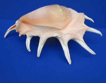 Giant Spider Conch Shell with Long Spines, 12 by 7-3/4 inches - Buy this one for $14.99