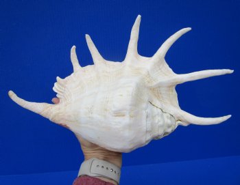 Giant Spider Conch Shell with Long Spines, 12 by 7-3/4 inches - Buy this one for $14.99
